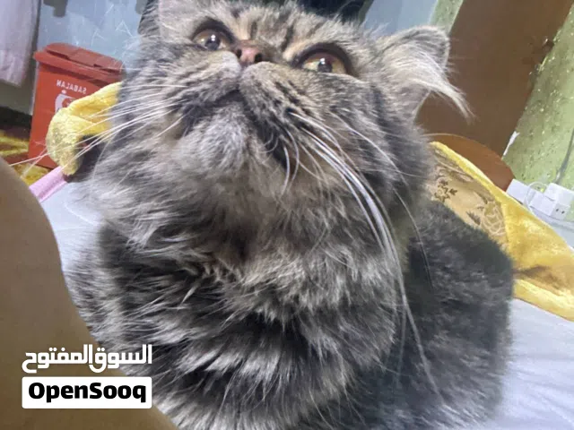 قط ذكر هادئ حنون اليف مناسب للعوائل والبيت مع القفص مالته يمكن احن قط شفته