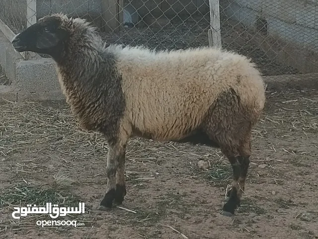 نعجات للبيع