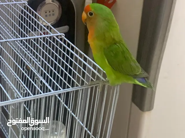 pair of lovebirds. Friendly and sociable. 30 .زوج من طيور الحب بصحة جيدة . ودودين واجتماعيين