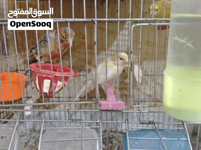 كناريات نثايه وفحل للبيع ومخاليف