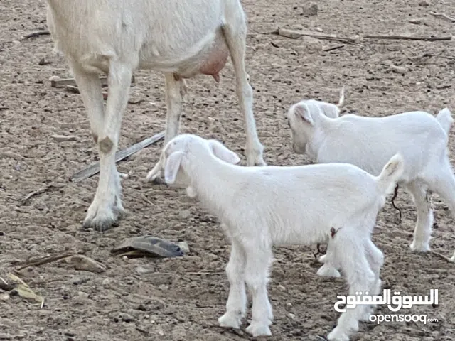 ماعز حليب والده زوز جديان فرنساوي ام سنين وبوي مرسيانو