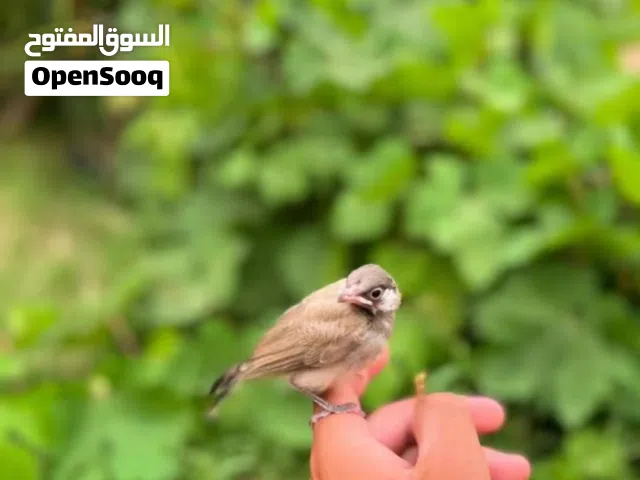 مطلوب فرخ بلبل