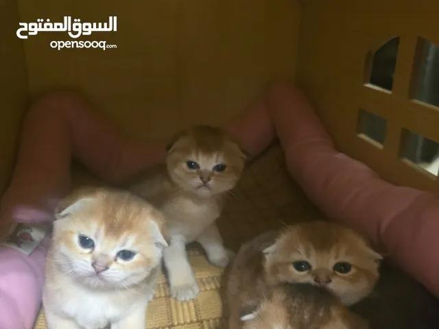 باقي اثنتين فقط قطط شنشيلا ذهبية انتاج نادر /لعوبة وجميلة جدا تبارك الرحمن باقي قطتين فقط فرصة نادرة