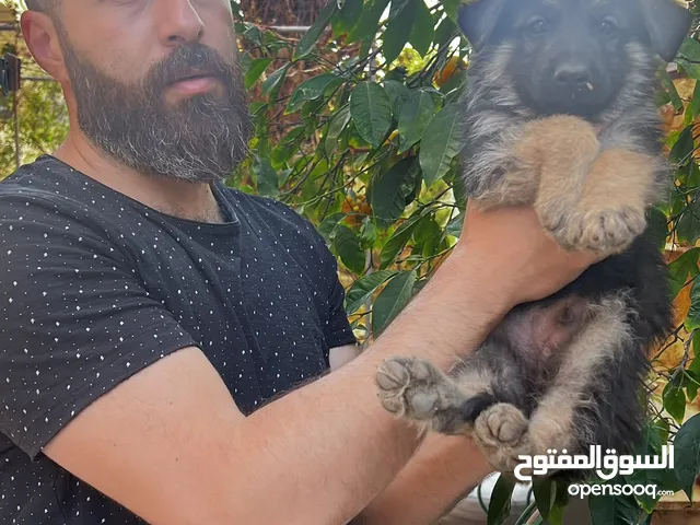 جراو جيرمن شيبرد