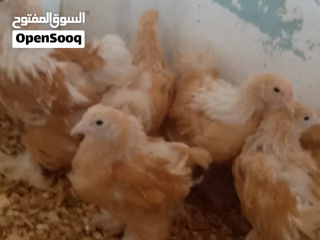 براهما ليموني