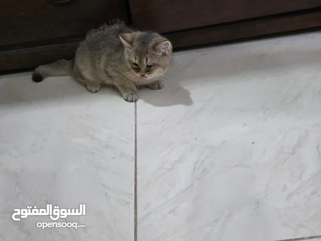 Scotch straight both is a good price سكوتش ستريت القطتين بسعر مغري