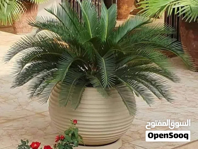ابو ساره لاعمال الحدائق والمزارع