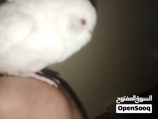 طيور البادجي والذي لونه اصفر صافي او ابيض صاف والزوج