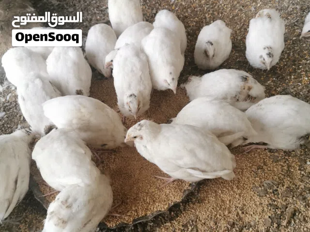 سمان تكساس الأمريكي