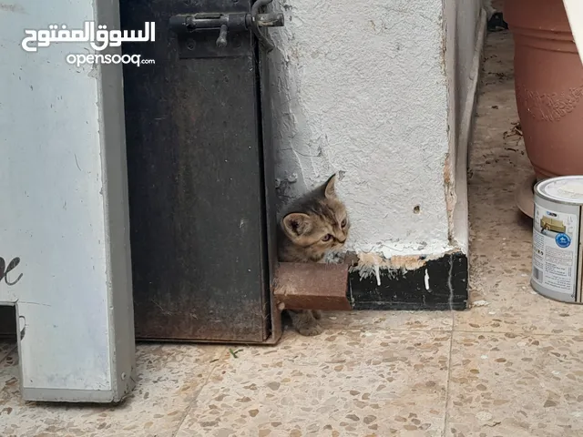 قطط جميل بسعر لا يهزم