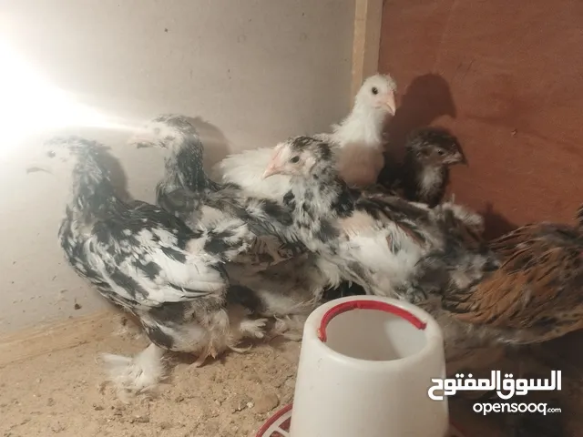 كتكوت براهما 6 طروف ربي يبارك. عمر شهرين .