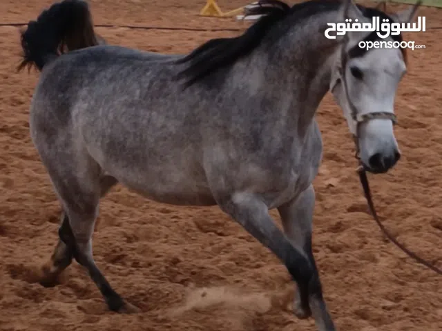 الله يبارك مهرة عربية اصيلة خط جمال مصرية بيور نسب ابطال رسن عبيان افضل الارسان