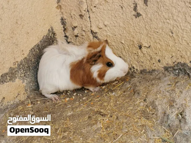 مطلوووووب هامستر نفس هذا