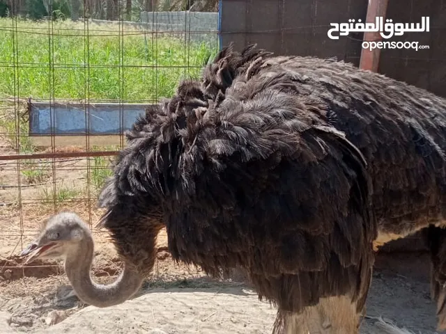 طيور النعام الافريقي الحجم الكبير