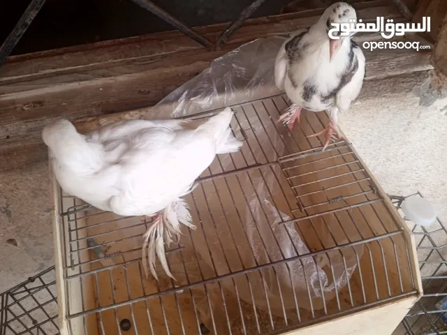 انتاج شقلاب