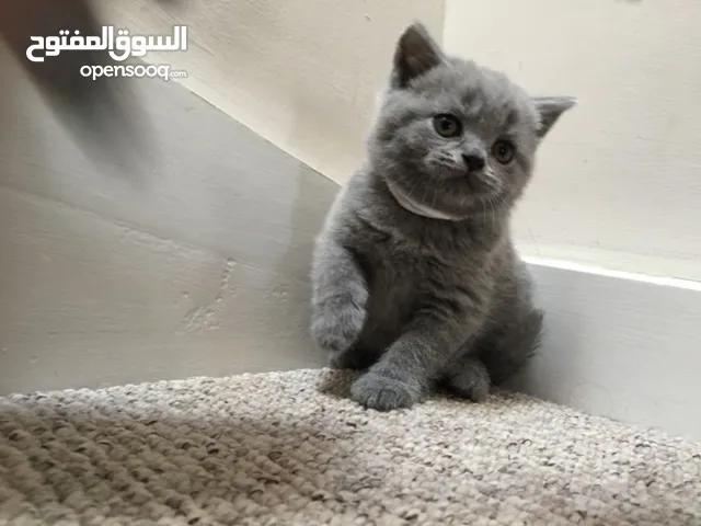 British Shorthair Kitten