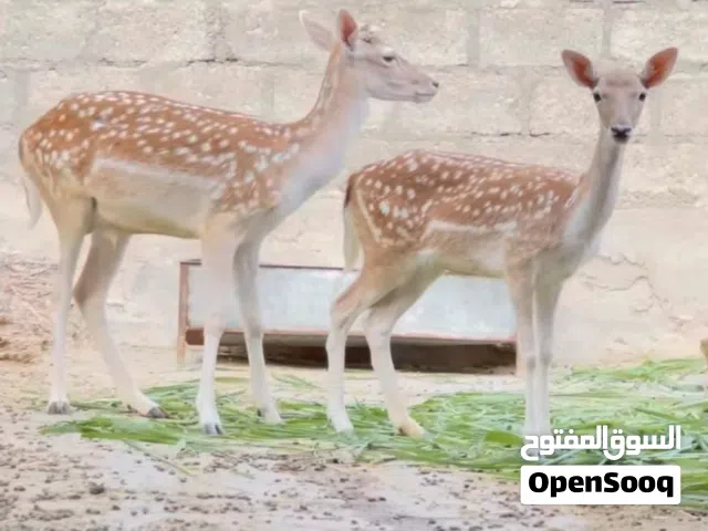 للبيع غزلان فلودير