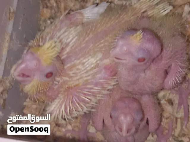 فروخ لترويض