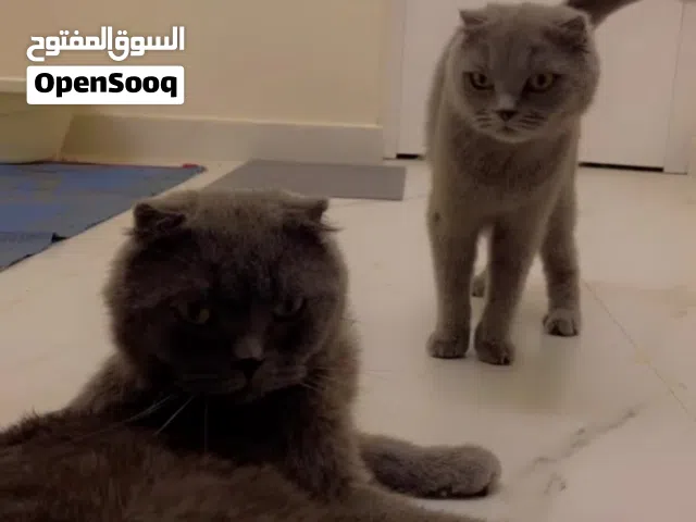 قطط زوج العمر 11 شهر
