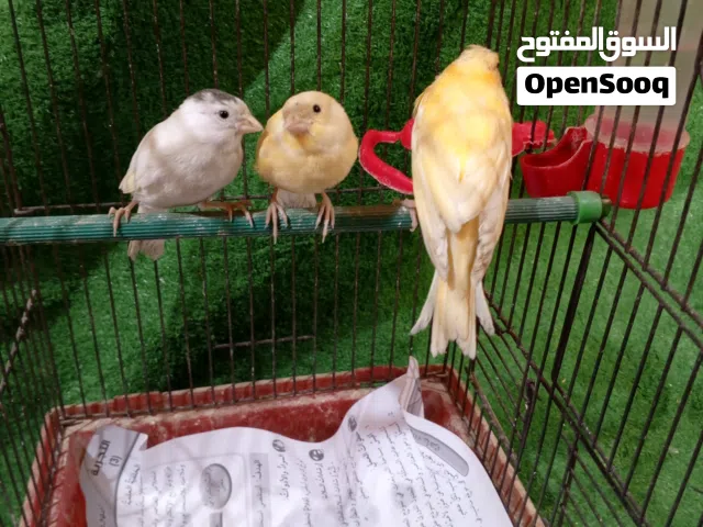 متوفر كناري مع فراخ