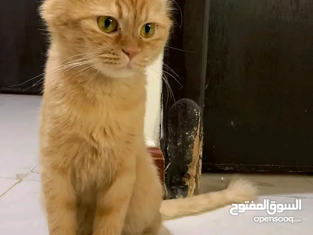 persian cat for adoption