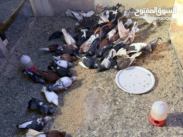 حمام للبيع