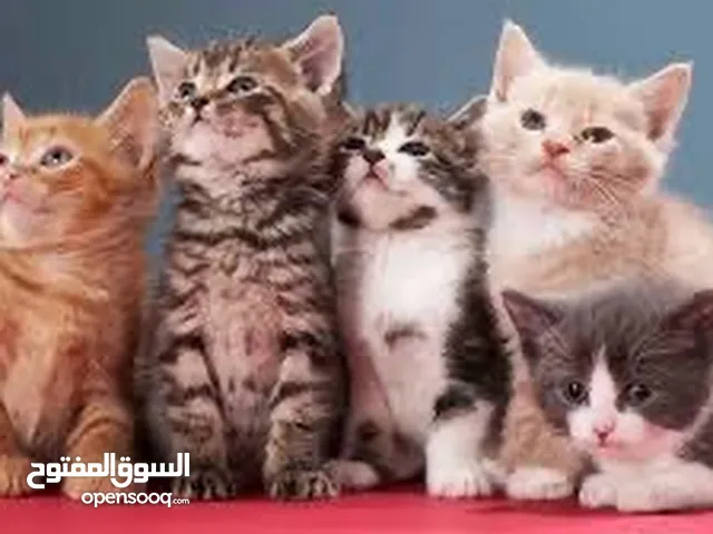 Looking for cat adoption مطلوب قطه لتبني