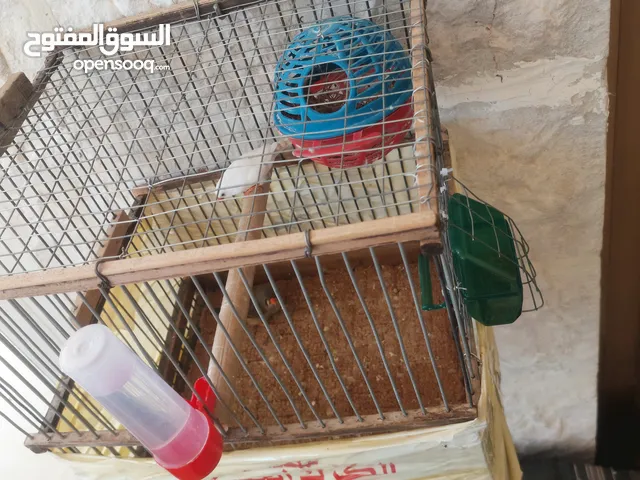 عصافير جنه للبيع مع قفص خشبي وعش ومعلف ومشرب العصافير على وجه بيض العصافير صحه ونضافه