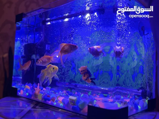 حوض سمك زينه