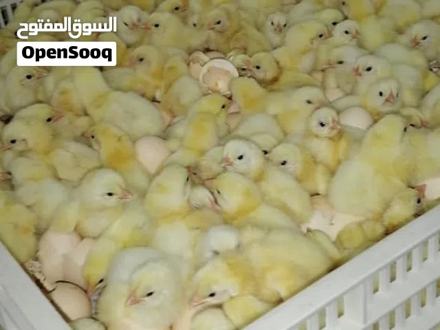 كتاكيت اصول 308 ross