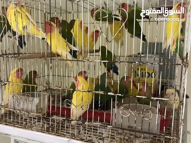 طيور لايف بيرد الاون ذكور واناث منتجات بصحة ممتازه