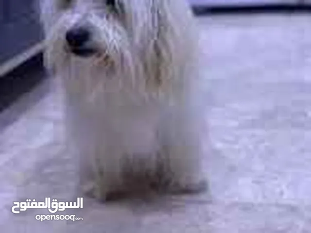 كلاب زينا  ربي ايبارك ناشط دكر