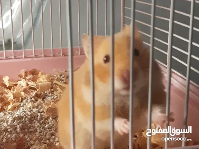 Syrian hamster