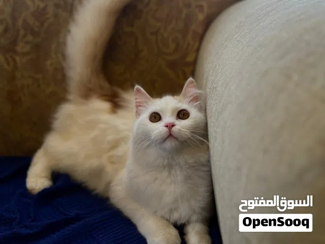 قطط لتبني بعمر 5 شهور