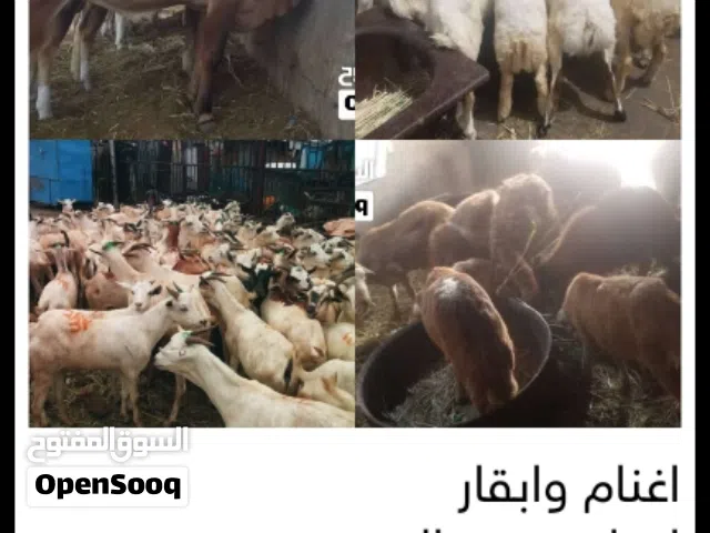 اغنام وابقار ضحايا العيد الاضحى المبارك