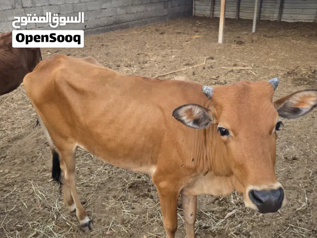 عجل وعجله عمانيات للبيع