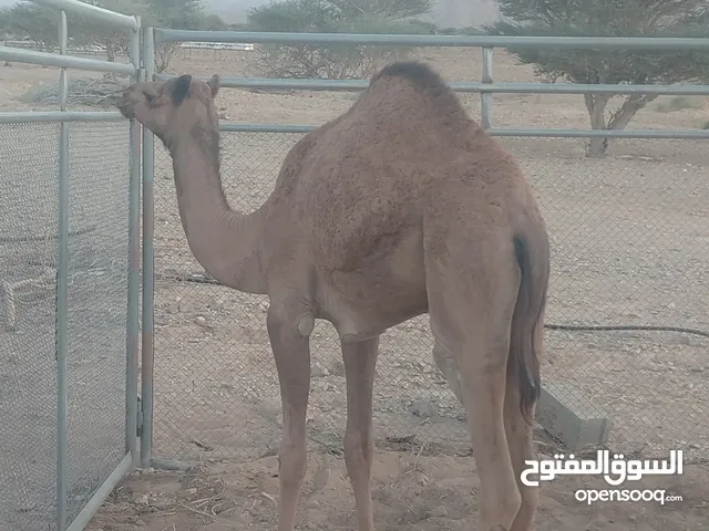 بكره للبيع