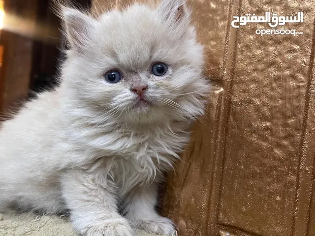 قطط بريتش للبيع