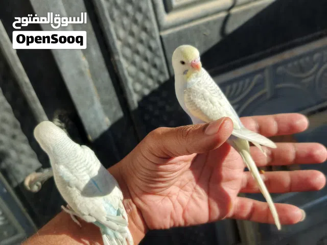 طوره حب ربه مالت بيت ياكلهن بحدهن وعندي ثنين غيرهن سريلاك