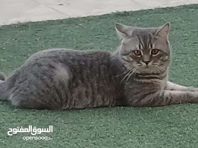 قطه للبيع مع جميع مستلزماته