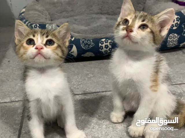 Cats for adoption قطط للتبني