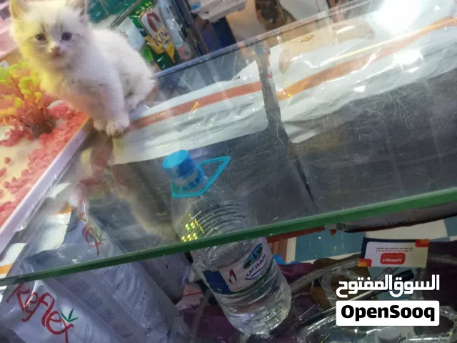 قط هملايا لا البيع