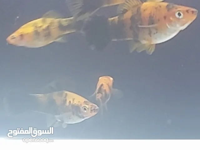 اسماك زينه نوع بلاتي برتقالي بلاك تيل ولولد