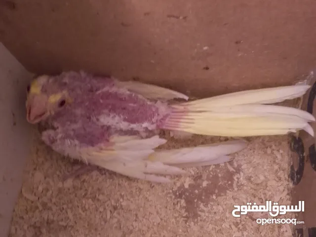 جواز كوكتيل