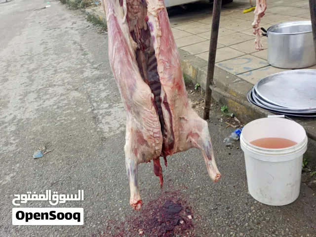 لحام متنقل لذبح الأغنام في المنازل