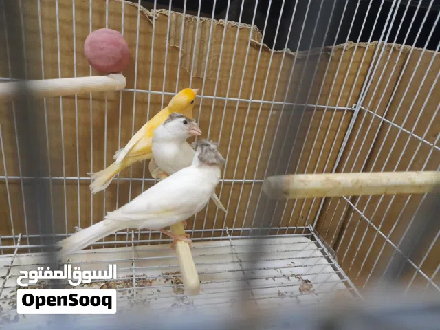 مخاليف كناري