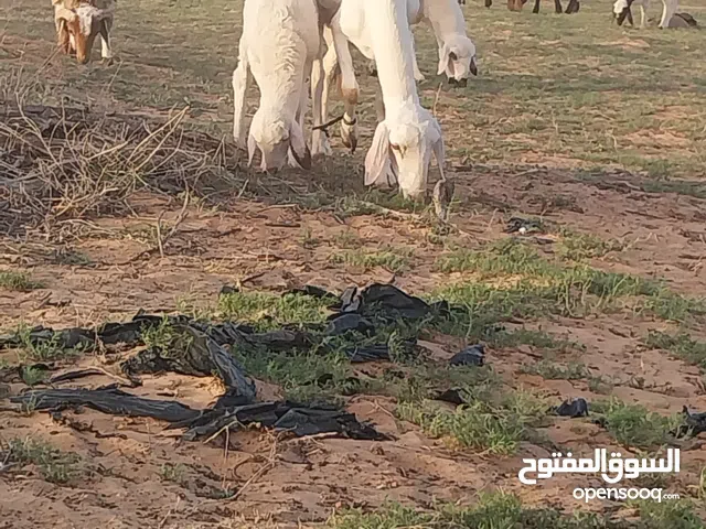 حولية تنيه هجين تحتها فطيمه عمرها شهرين