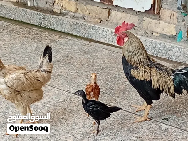 دجاج للبيع مستعجل علا بيعته كلش