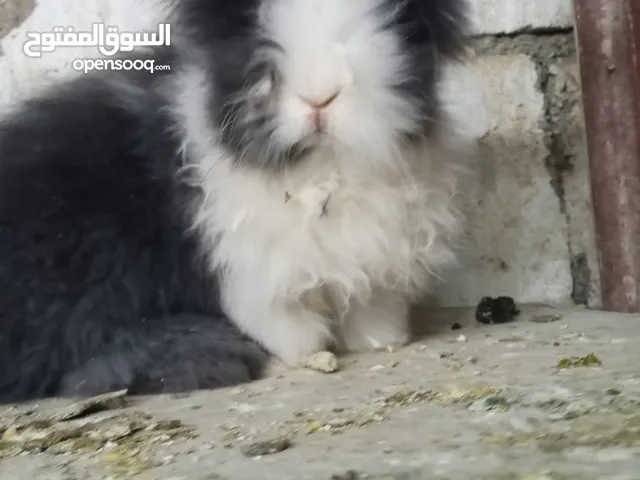ارانب انجورا أصليات افراخ وكبار