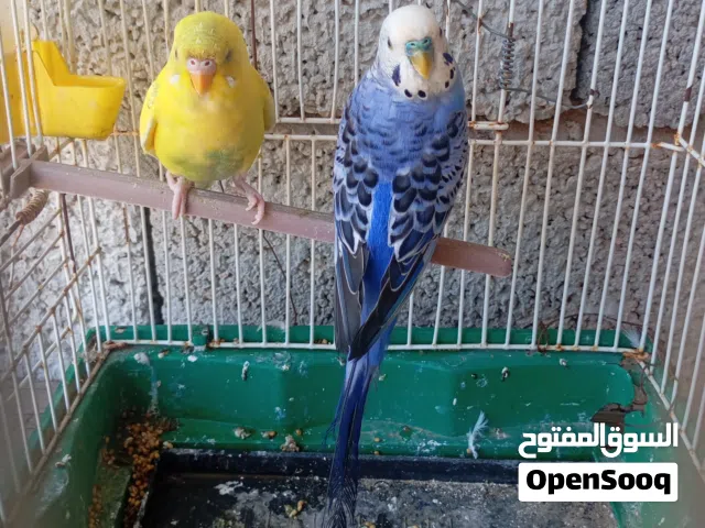 الله يبارك  6 كوبيا بقلينو المكان مصراته